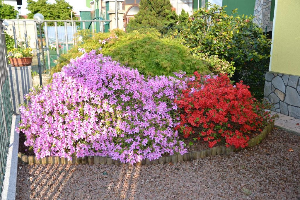 含羞草住宿加早餐旅馆 Candelo 外观 照片